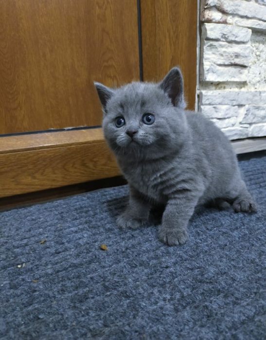 Британские котятки