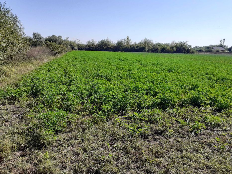 Teren intravila in satul Sannicolau Roman, suprafata de 1,590m patrati