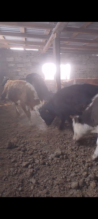 Продам 4 бычок 2 телки