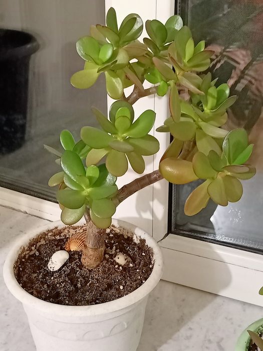 Продаю, Цветы комнатные