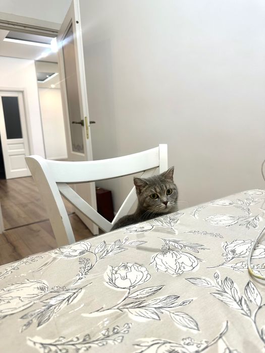 Кошка, милая и ласковая