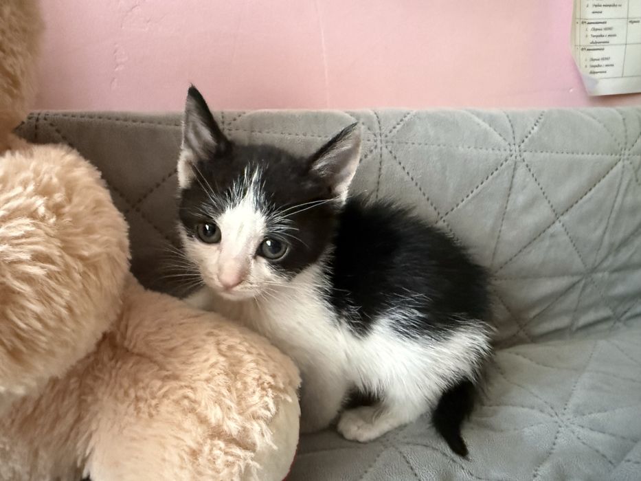 Подаряваме котета