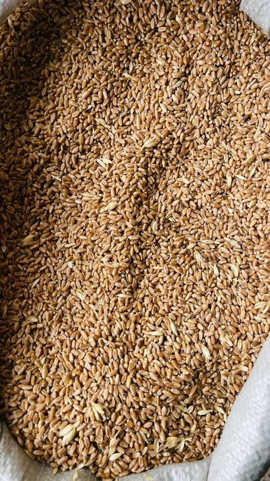 Пшеница/Бидай Көтерме және Бөлшек саудада