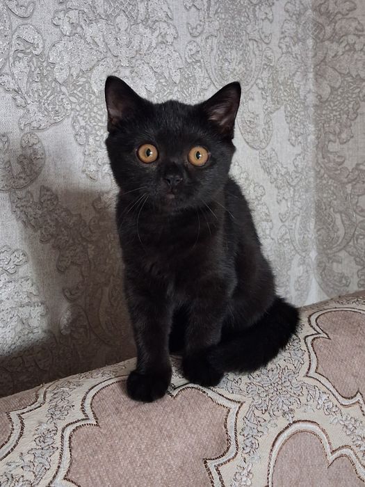 Кошечка британка,  3 мес