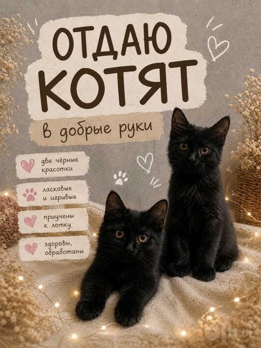Отдаю котят 5 месяцев
