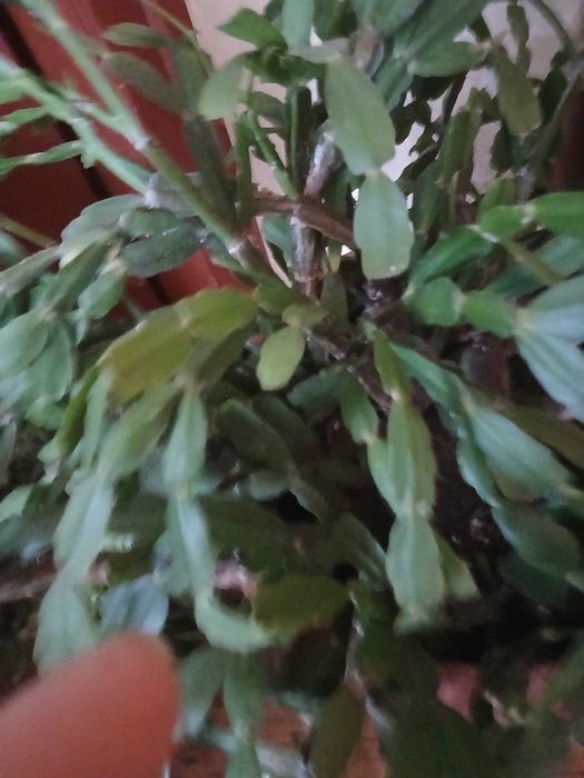 Продавам коледниче