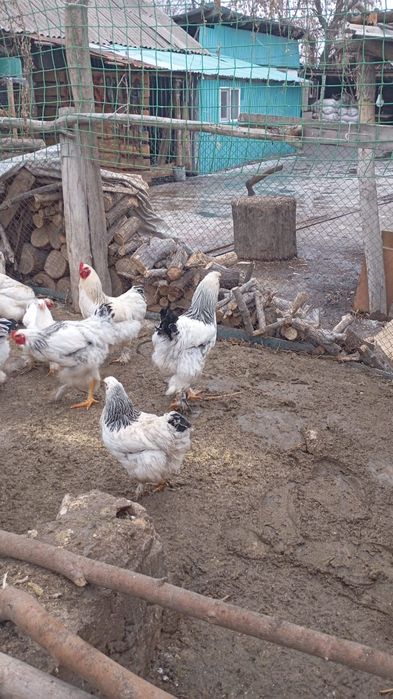 Продам петухов Брама