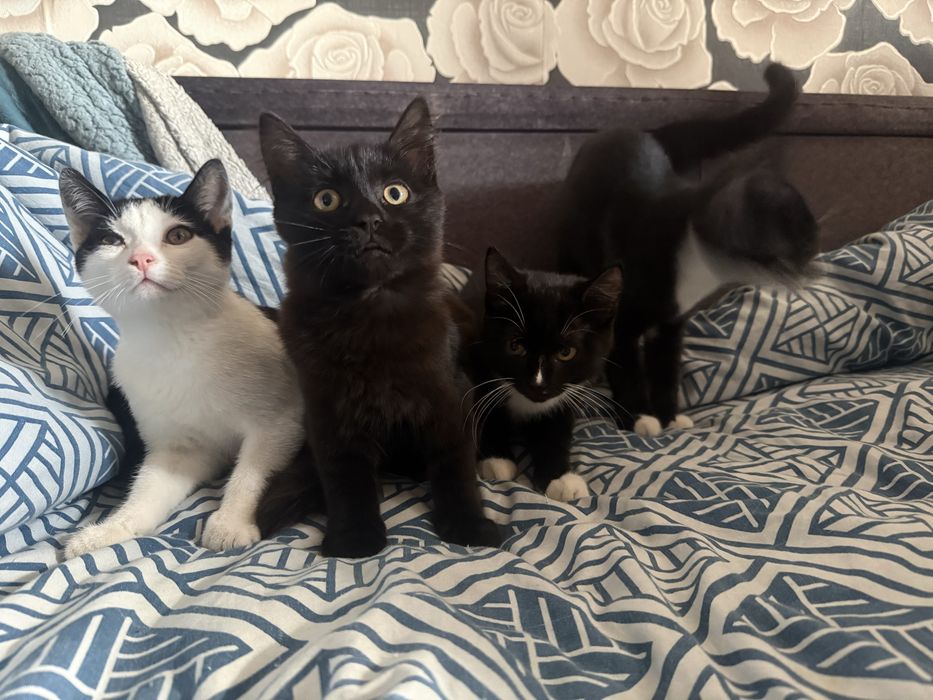 Отдам Котят в добрыре руки
