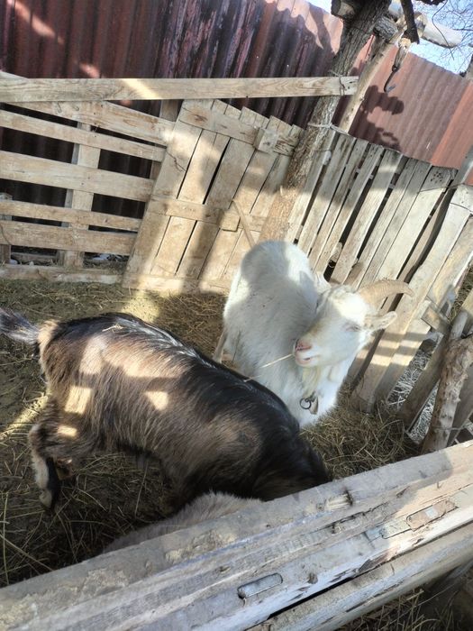 Теке ешкі сатылады