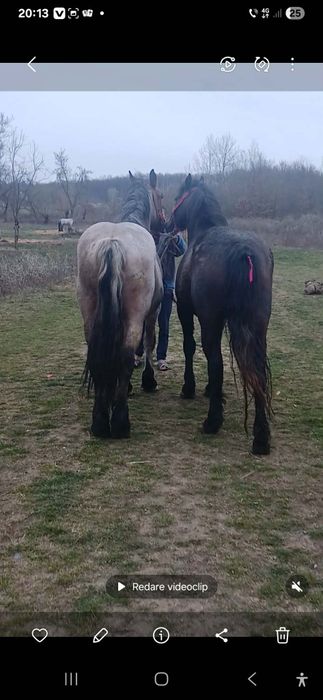 De vzare Mânzâ dovâ  Mânzâ onani jumate telefoni de