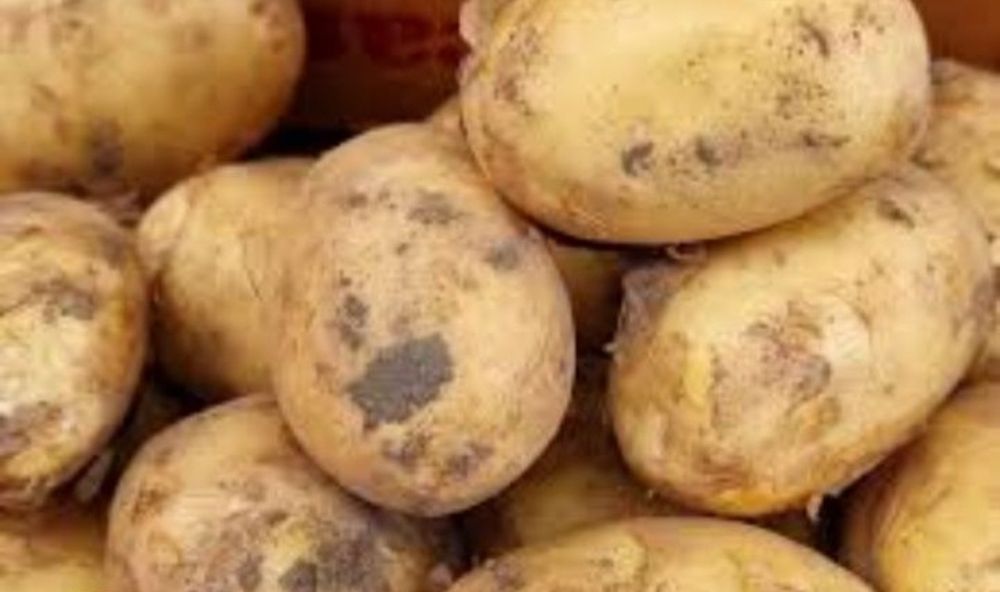 Продам картофель