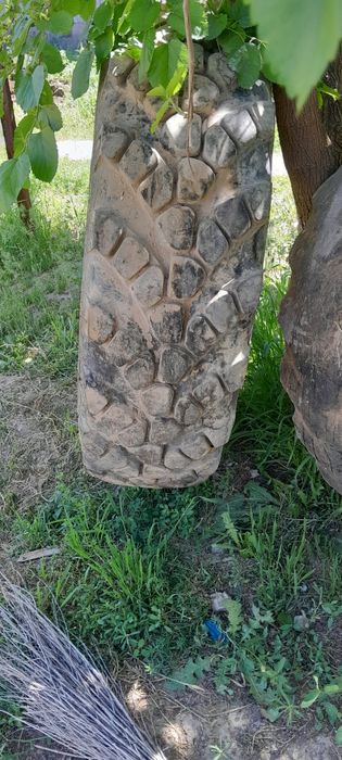 Урал Болан, дөңгелек