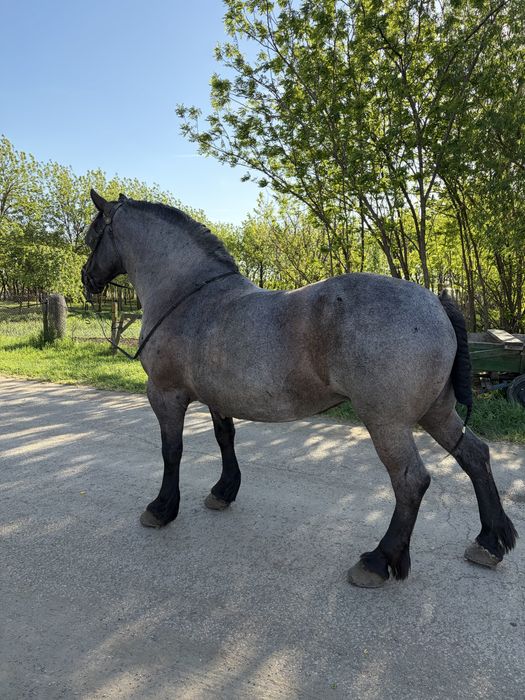 Vand iapa 6000€.