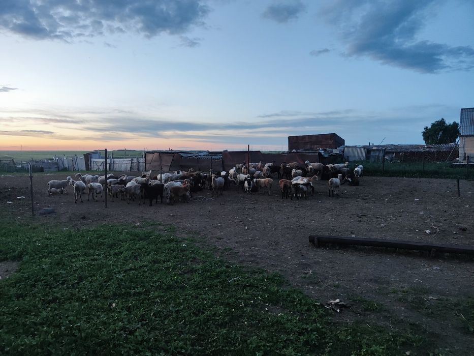 Продам 105 баранов