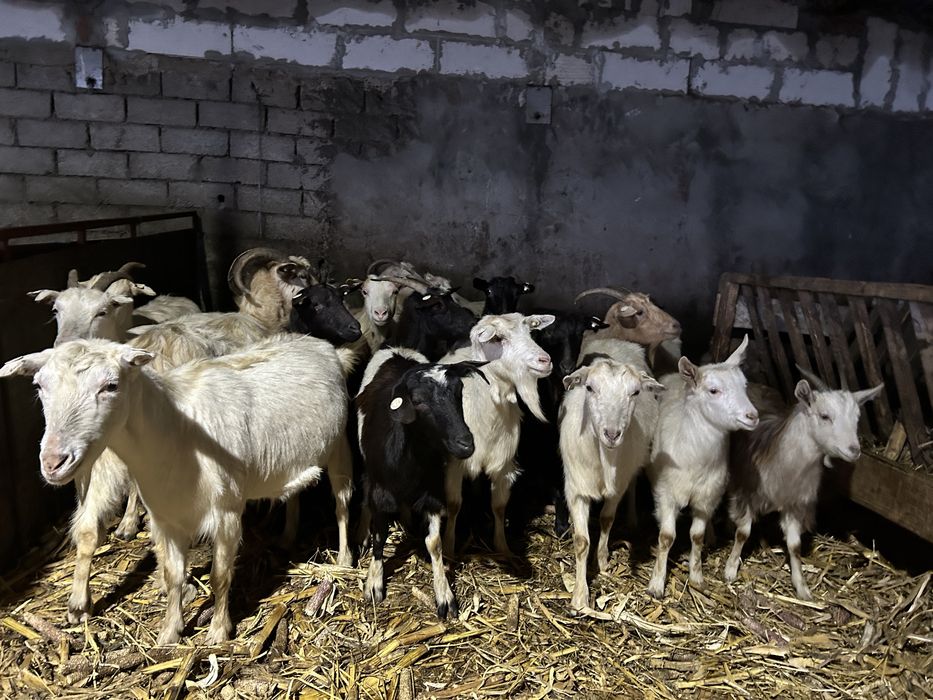 Vand capre sau schimb cu oi