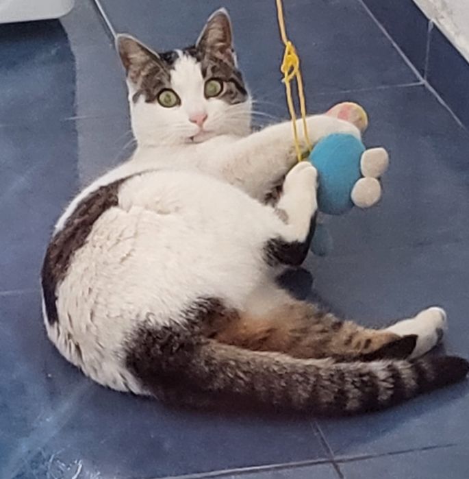 Pisicuta Mariuca cea ochioasa spre adoptie