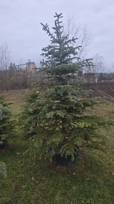 Brazi argintii și verzi ieftin