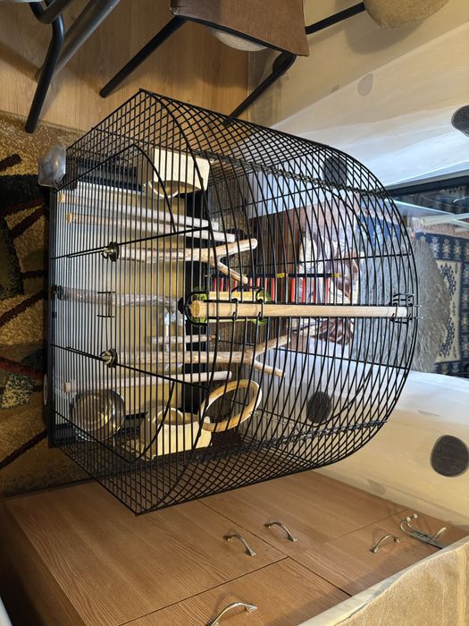 Colivie pasari greta