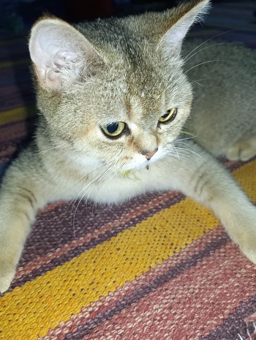 Mushuk sotiladi .