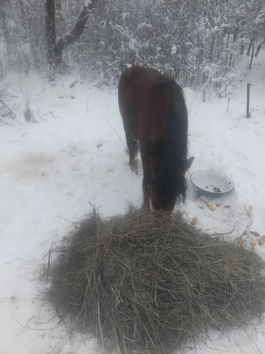 Vand manz de 1 an si 7 luni