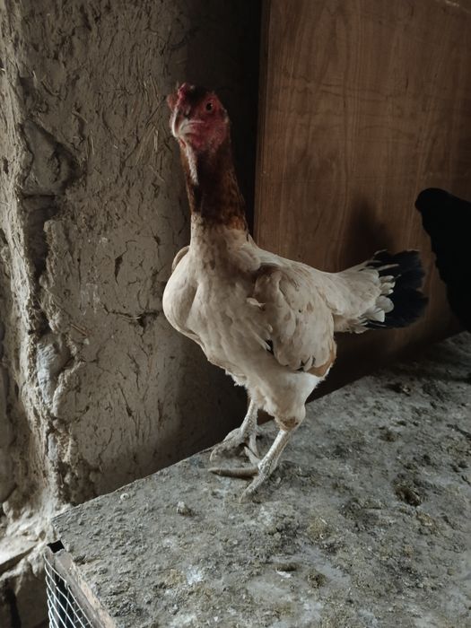 Дакан товук сотилади