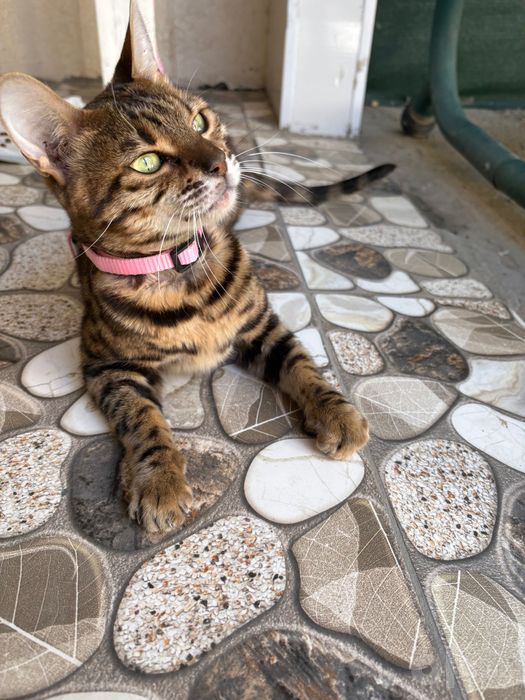 Бенгальская кошечка