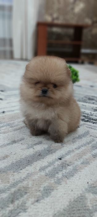 Шпиц мальчик супер миник