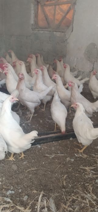 несушки сенди молодки