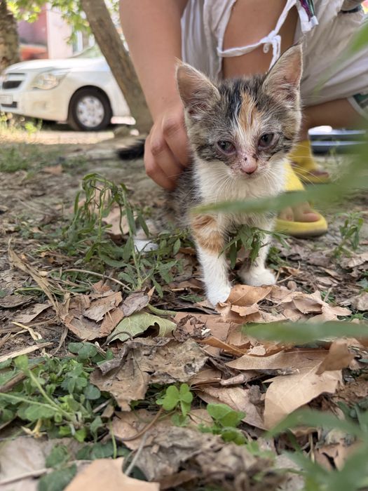 Срочно котята в добрые руки