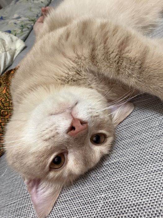 Отдам кота даром