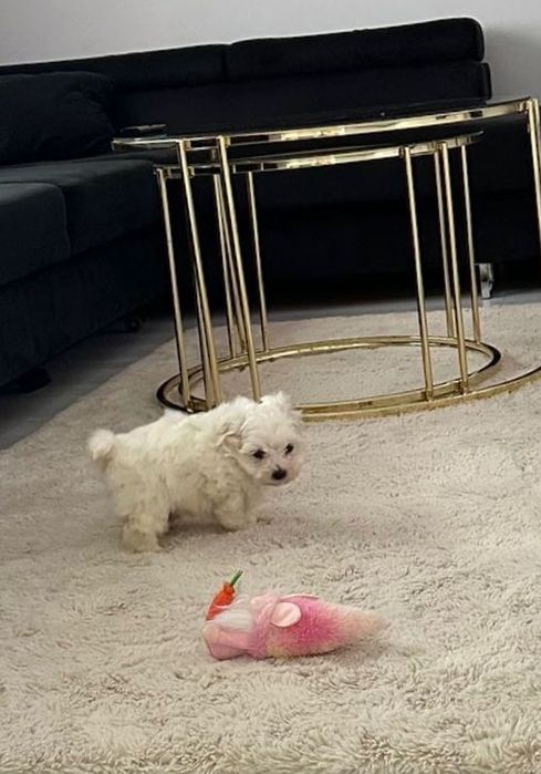 Bichon maltesee minii toy