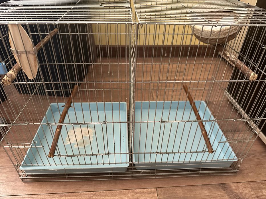 Зеброви амадини женски