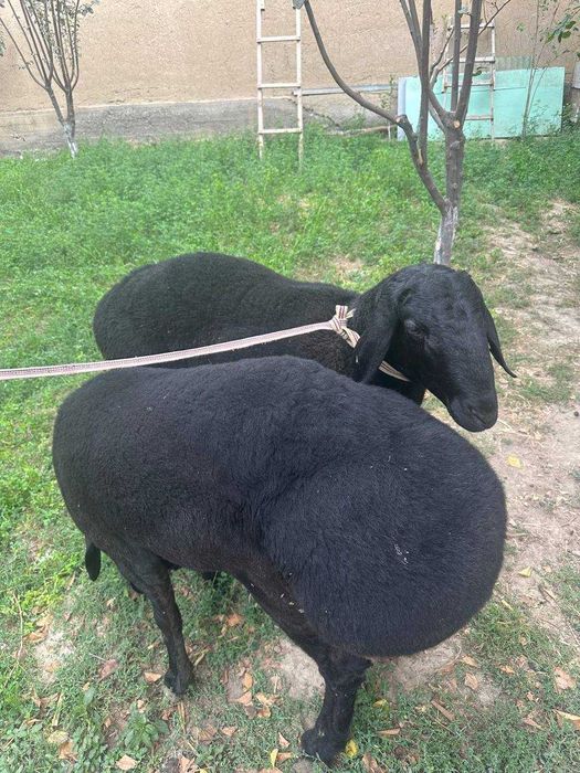 Qo'chqor Қўчқор сотилади