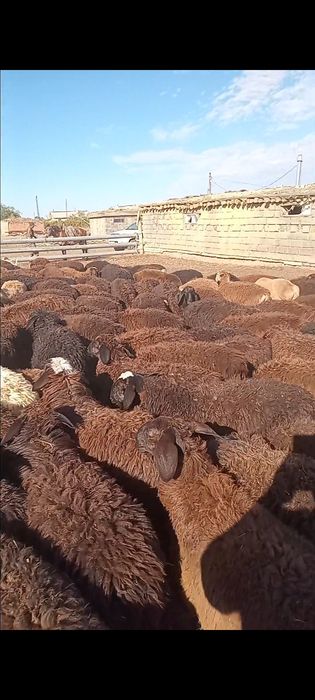 Токты сатам 380 бас еркек ургашы аралас