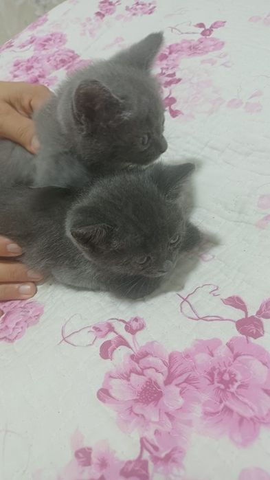 Продаюца Сиамские котята