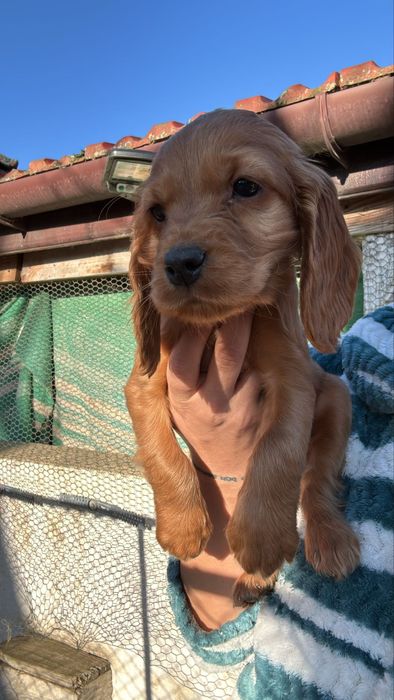 Femela cocker spaniel