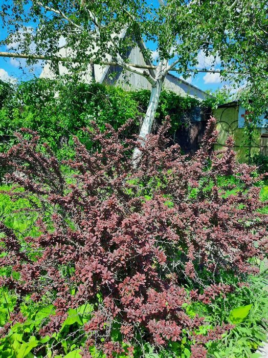 Продам Дачу на Кривом озере