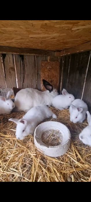 Vand femela UDT cu 6 pui