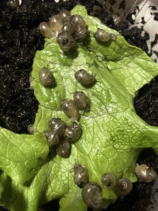 Улитки ахатин в продаже