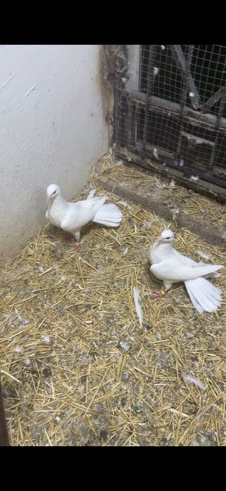 Голуби. Белые ширакохвостые