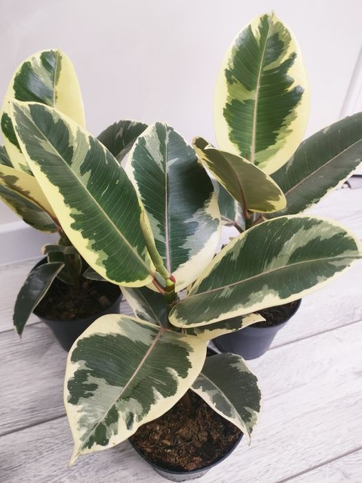 Растения!! Доставка