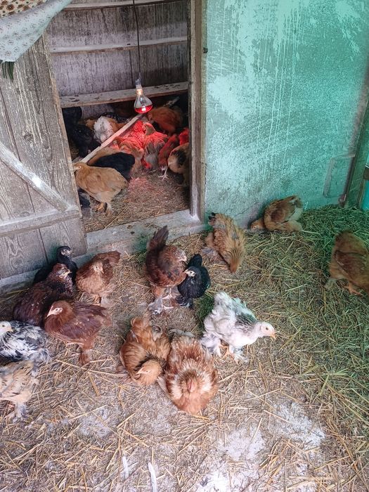 Vand pui brahma  varsta doua luni