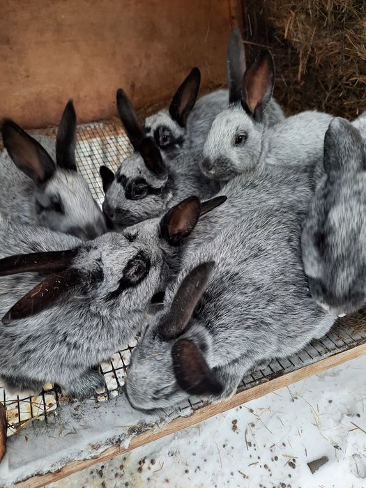 Продам кролят Полтавское серебро