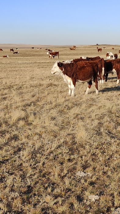 Ақбас еркек подсостар