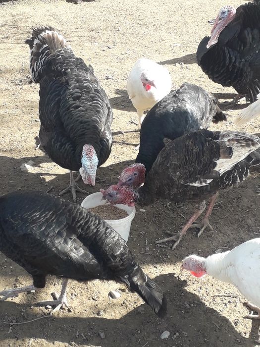 Индюки самец самки