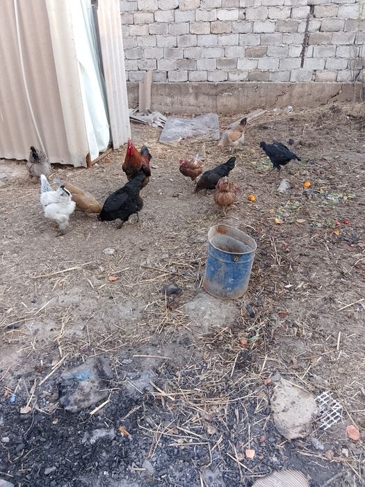 Құрыққа арналған жумырткалар