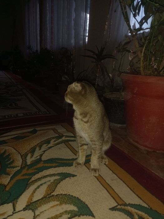 Кошка породы: Шотландийский вислоух