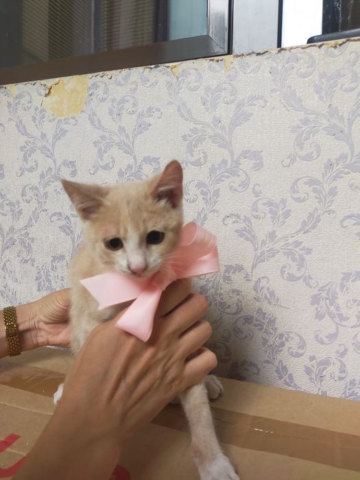 Котенок девочка в заботливые руки