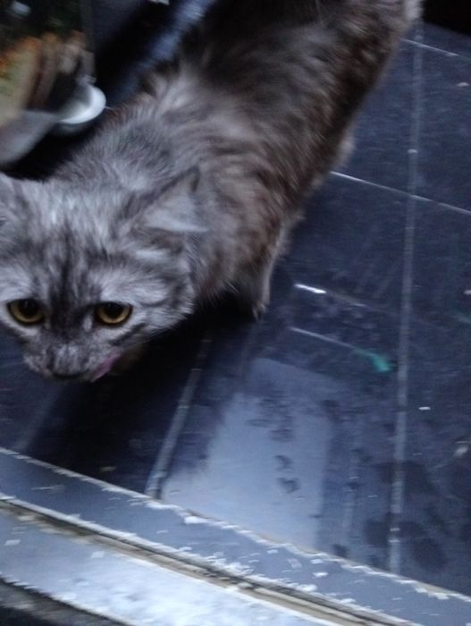 Отдам в добрые руки