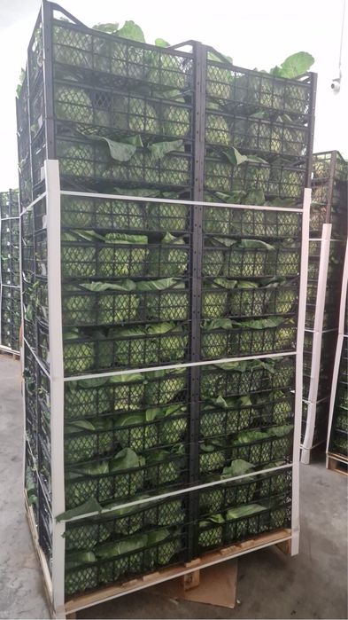 Varza proaspata import